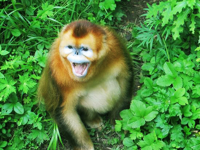 宜昌神農架旅游直通車