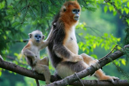 重慶到宜昌神農架旅游線路