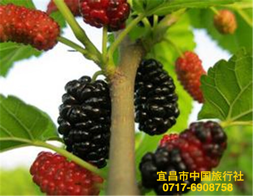 宜昌夷陵鄉村旅游