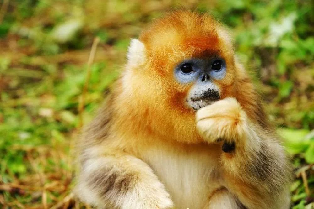 宜昌神農架旅游線路