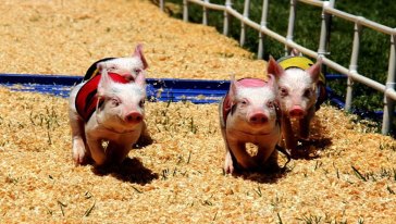 宜昌到九鳳谷一日游線路