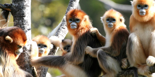 神農架旅游集散中心