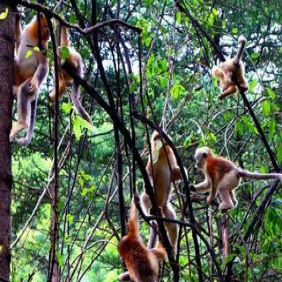 湖北夢里老家神農架武當山武漢全景五日游（尋美人、探神農、登武當、品三國）